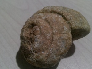  taşlaşmış salyangoz fosili