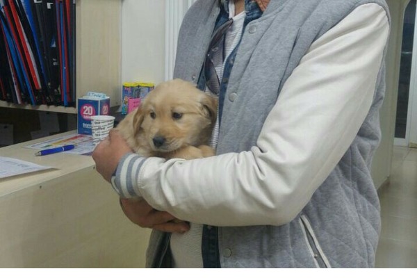 Eryaman Mah. köpek ilanı