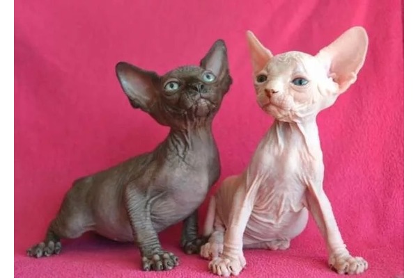 Sphynx 0-3 Aylık Fatih Mah.