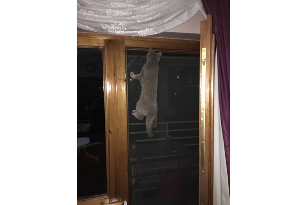 kedi ilanlari Aydınlıkevler Mah.