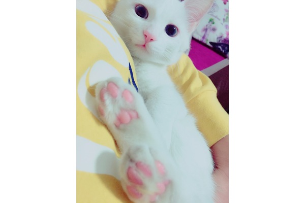Orgeneral Tural Mah. kedi ilanı ver