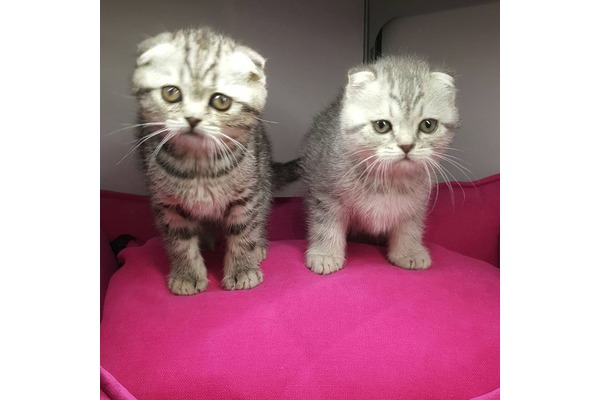 Dişi ve Erkek kedi Cumhuriyet Mah.