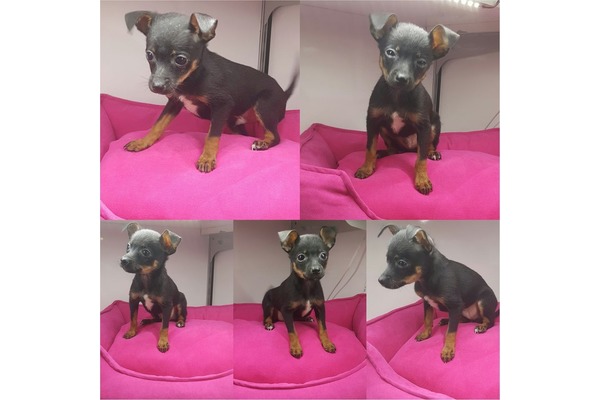 Pinscher yaş 0-3 Aylık