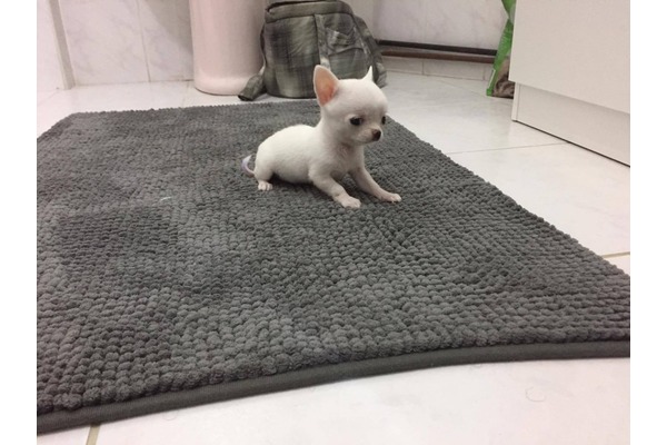 Çengelköy Mah. köpek ilanı ver