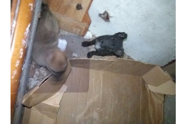 Çay Mah. köpek ilanı ver