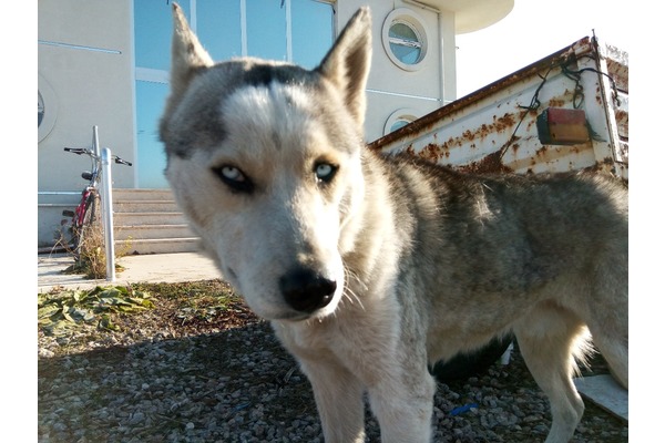 Moymul Mah. köpek ilanları