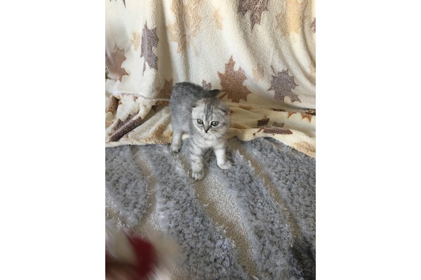 kedi ilanlari Veliefendi Mah.