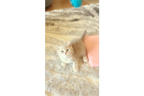 British shorthair 0-3 Aylık Veliefendi Mah.