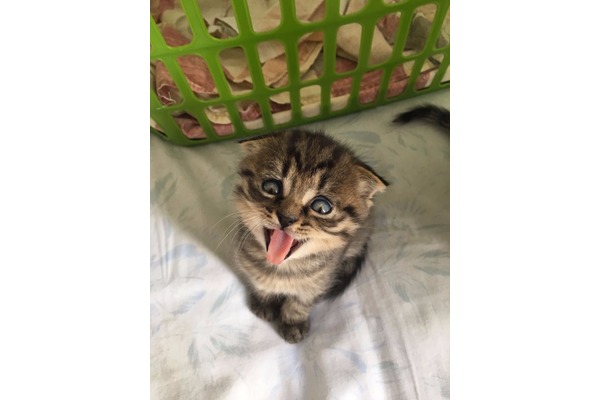 Eryaman Mah. kedi ilanı