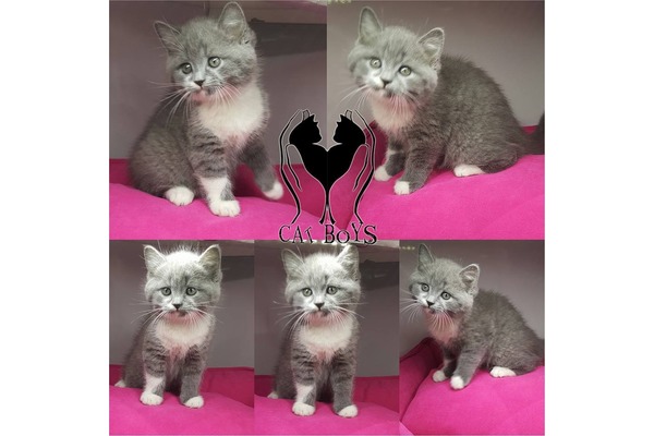 British shorthair kedi Şişli