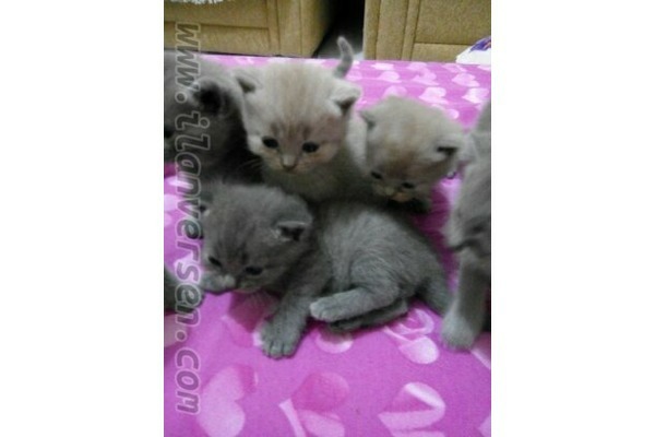 Parazit tedavisi yapılmış British shorthair