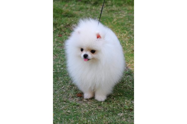 Pomeranian Dişi ve Erkek Mithatpaşa Mah.