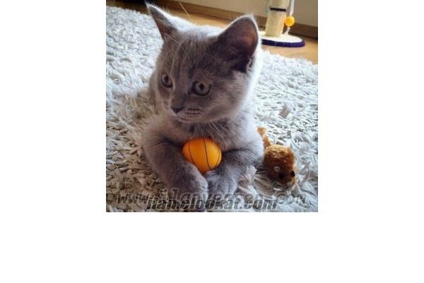 British shorthair Dişi kedi