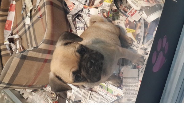 Çamlıca Mah. köpek ilanı ver
