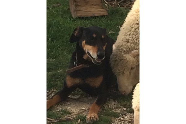 Köpeğim Ranger Yeşil Bayır'da kayboldu