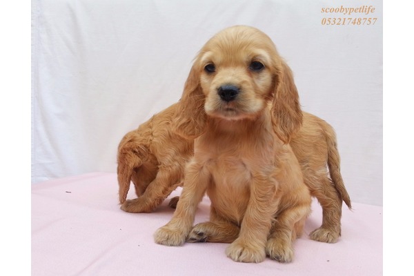 İsmetiye Mah. köpek ilanı ver