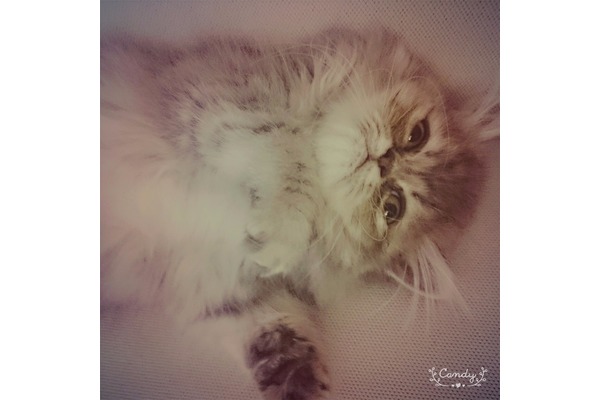 Yenimahalle Mah. kedi ilanı