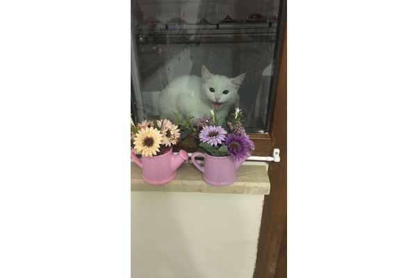kedi ilanlari Kahya Mah.