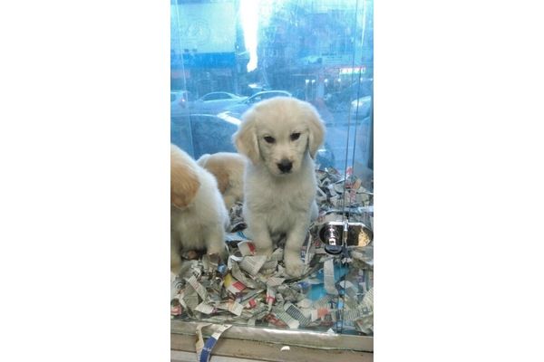 Golden retriever yaş 0-3 Aylık