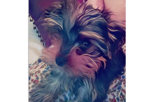 Maslak Mah. Yorkshire terrier ilanları