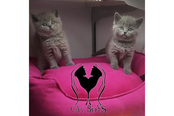 Cumhuriyet Mah. kedi ilanı ver