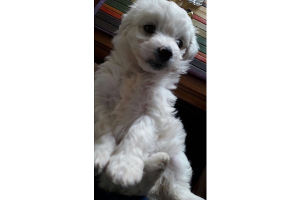 Maltese terrier Dişi köpek