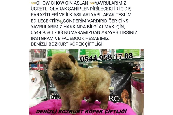 Chow Chow yaş 0-3 Aylık
