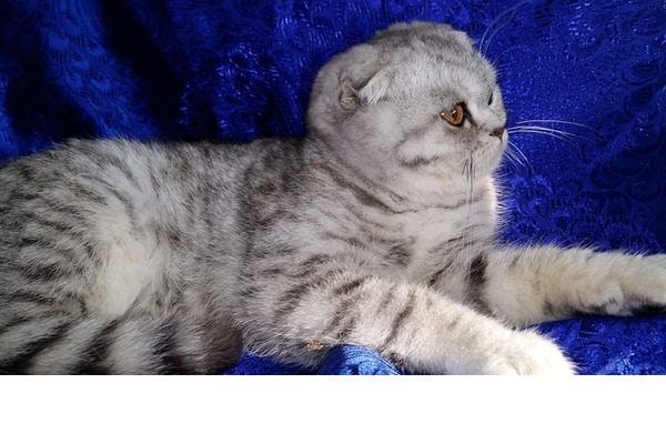 Scottish fold Ataköy 7-8-9-10 Mah.