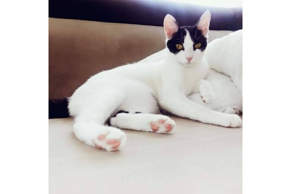 Tekir kedi Buca