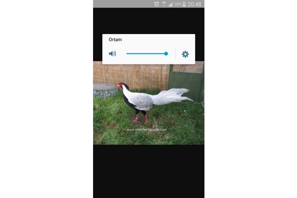 Çamyuva hayvanlar ilanı ver