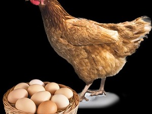  organik yumurta satışı