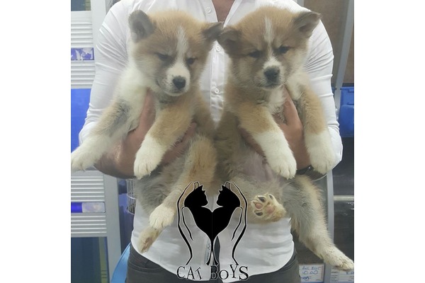 Akita inu yaş 0-3 Aylık