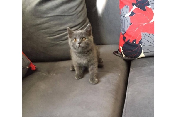 Veliefendi Mah. kedi ilanları