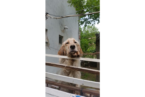 English setter Fıstıklı Köyü