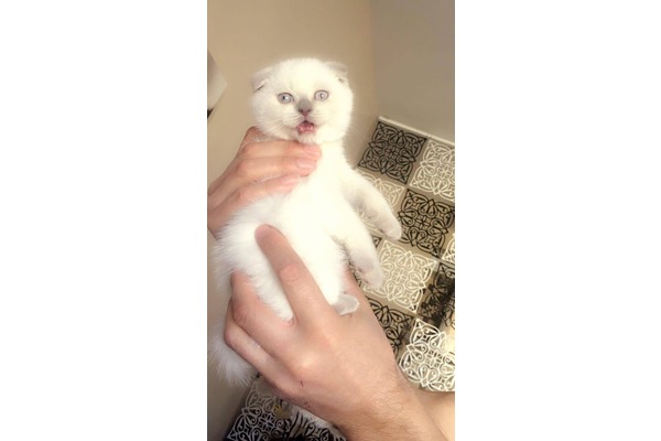 Scottish fold ilanları