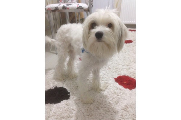 Eryaman Mah. köpek ilanı