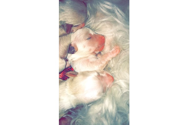 Merkez Mah. köpek fiyatları