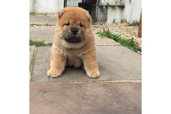 Servergazi Mah. köpek fiyatları