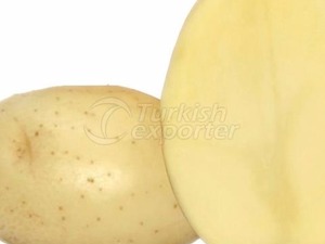 marfona patates tohumu Satılık marfona patates tohumu
