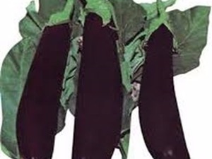 tarla uşak Satılık aydın siyahi patlıcan tohumu