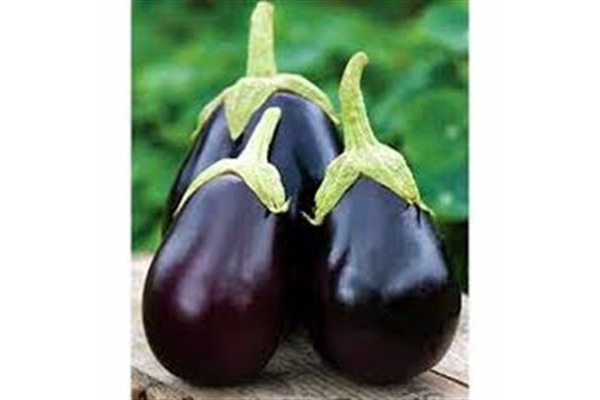 Satılık topan patlıcan tohumu