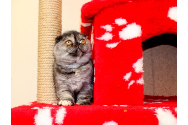 Scottish fold Aileye uygun