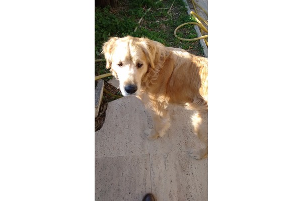 Güzelbahçede golden retriever bulundu