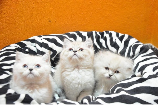 Scottish fold ilanları