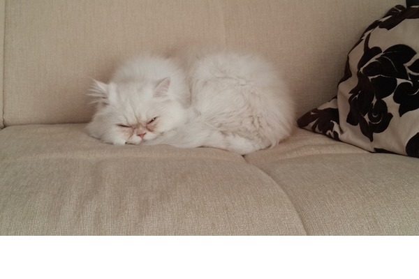 Belkıs Mah. kedi fiyatları