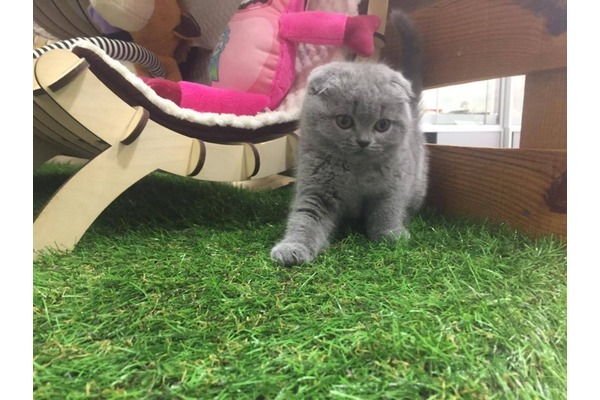 Scottish fold kedi Üsküdar