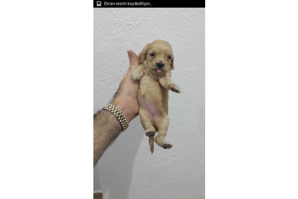 Balgat Mah. köpek ilanları