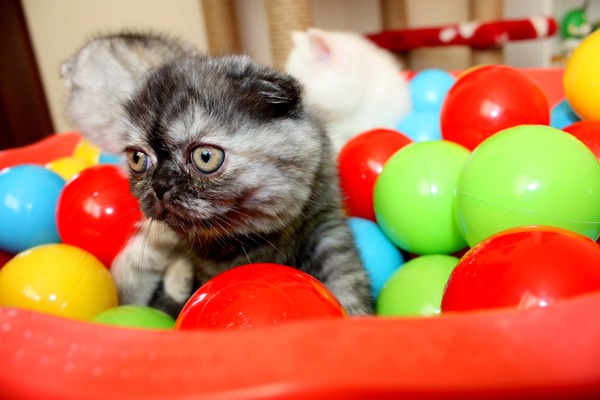 Şehremini Mah. kedi fiyatları