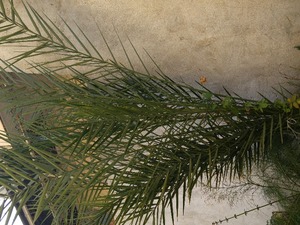  Satılık palmiye ağacı