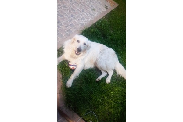 köpek Golden retriever fiyatları